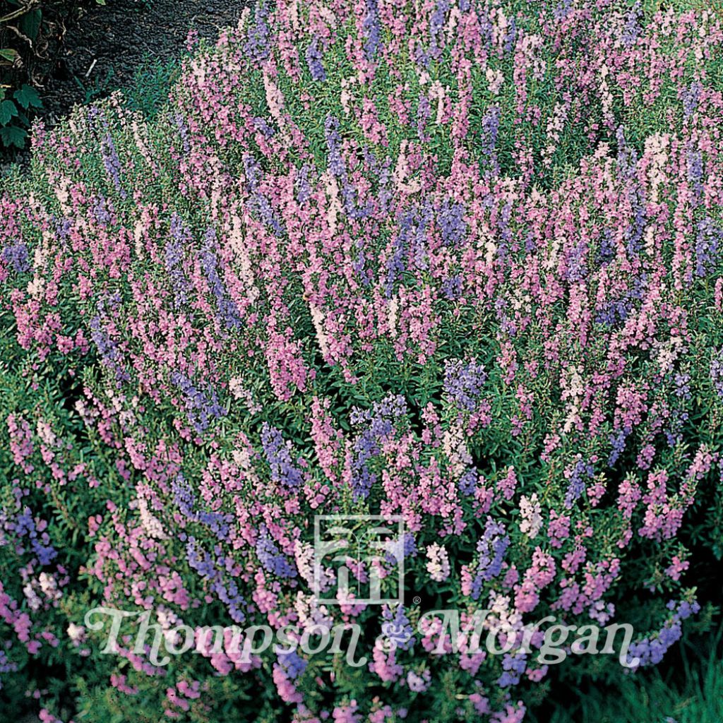 Ysop Tricolour Mixed - Hyssopus officinalis