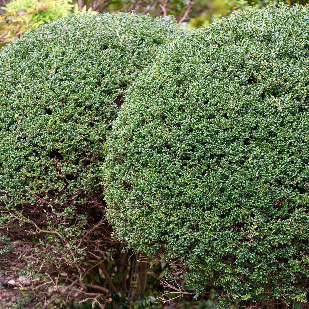 Japanische Stechpalme Glorie Gem - Kugel - Ilex crenata