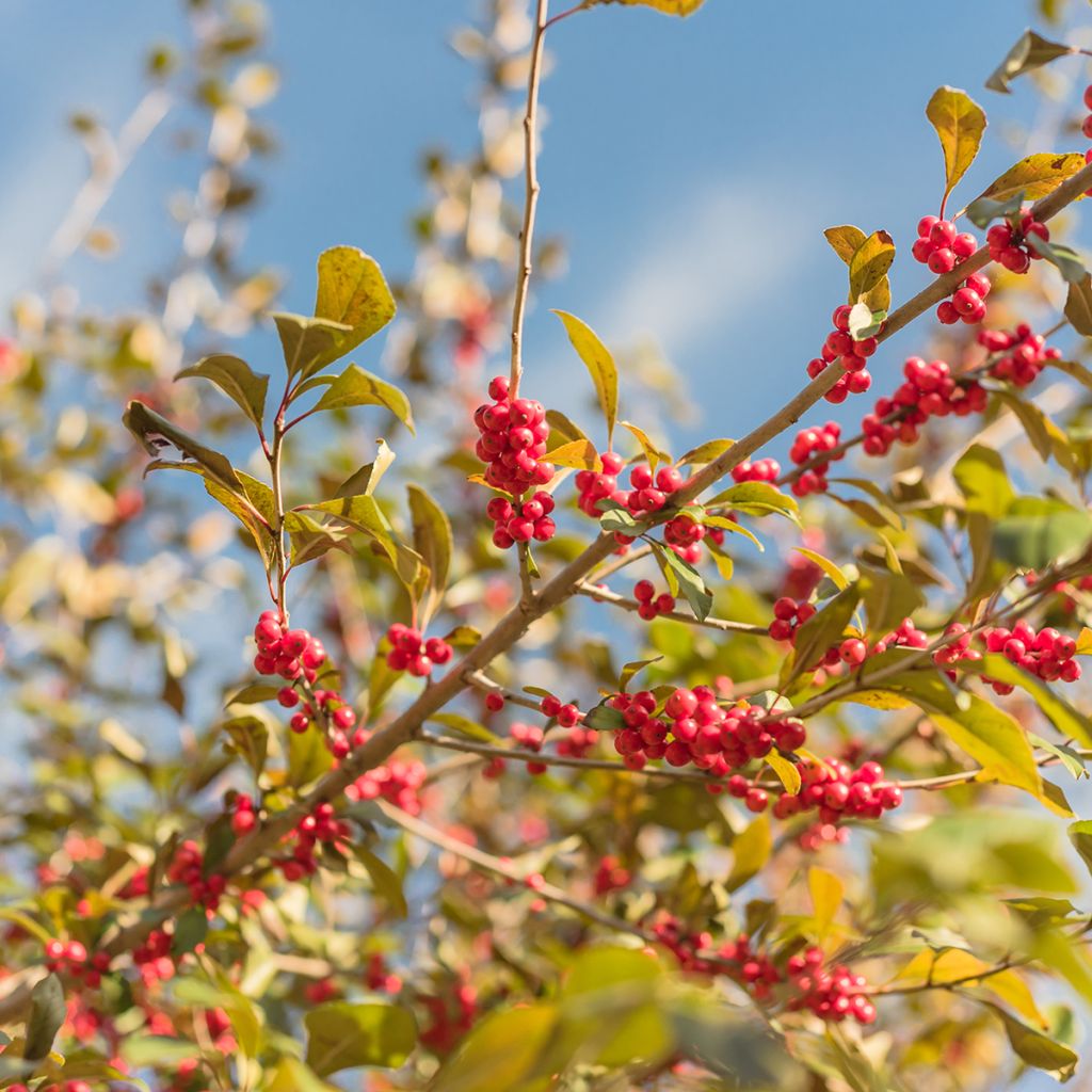 Ilex verticillata - Korallenhülse