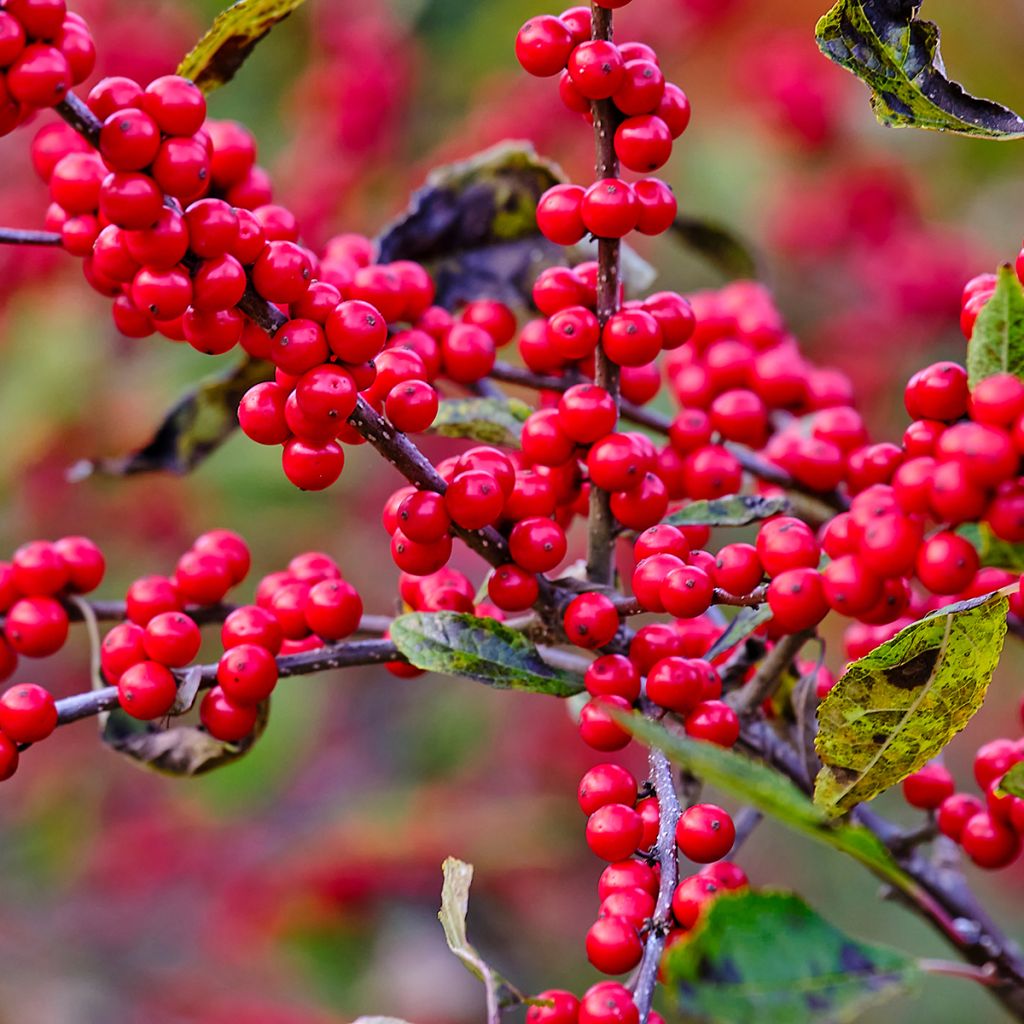 Ilex verticillata - Korallenhülse