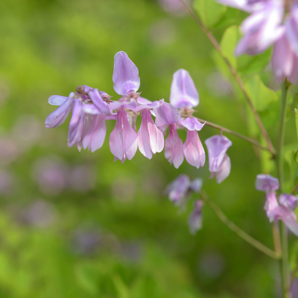 Indigofera kirilowii - Kirilows Indigostrauch