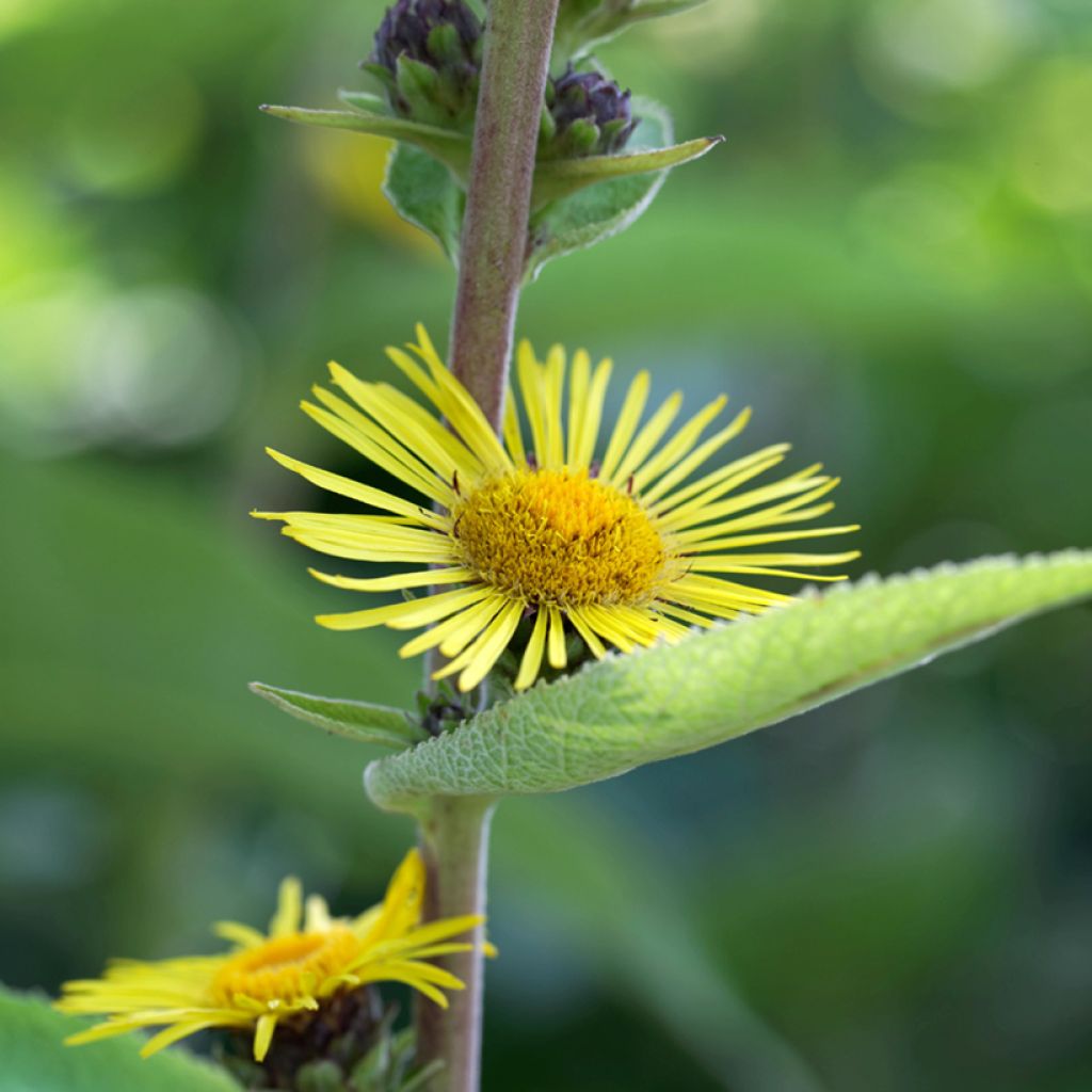 Inula racemosa Sonnenspeer - Traubiger Alant