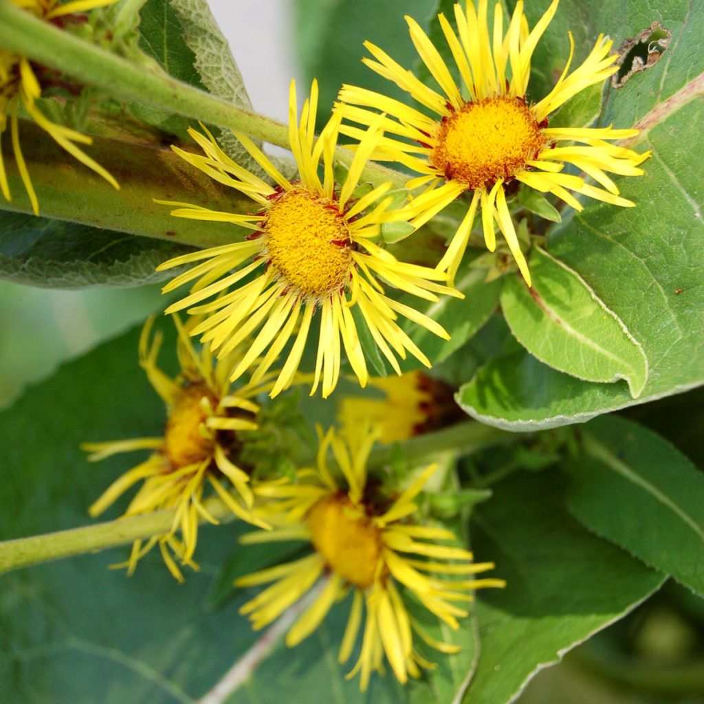 Inula racemosa Sonnenspeer - Traubiger Alant