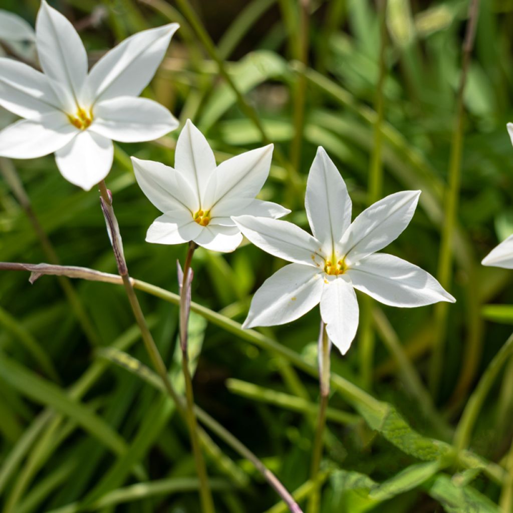 Ipheion uniflorum Alberto Castillo - Frühlingsstern