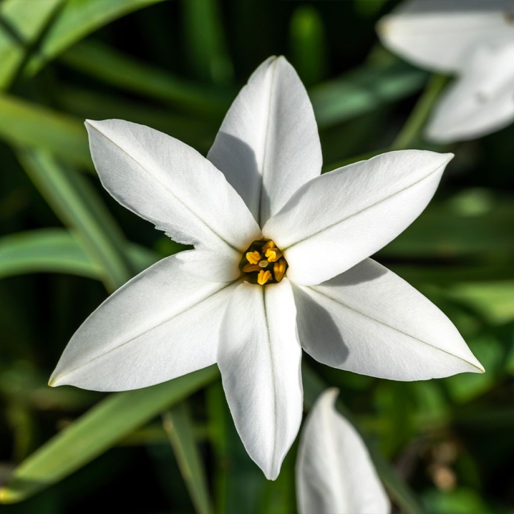 Ipheion uniflorum Alberto Castillo - Frühlingsstern