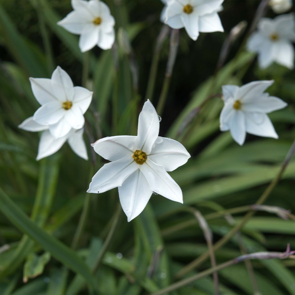 Ipheion uniflorum Alberto Castillo - Frühlingsstern