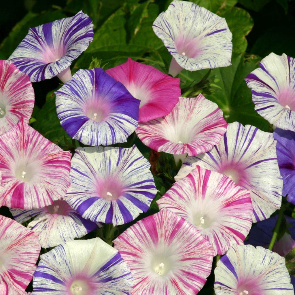 Ipomoea purpurea Carnevale Di Venezia (Samen) - Prunkwinde