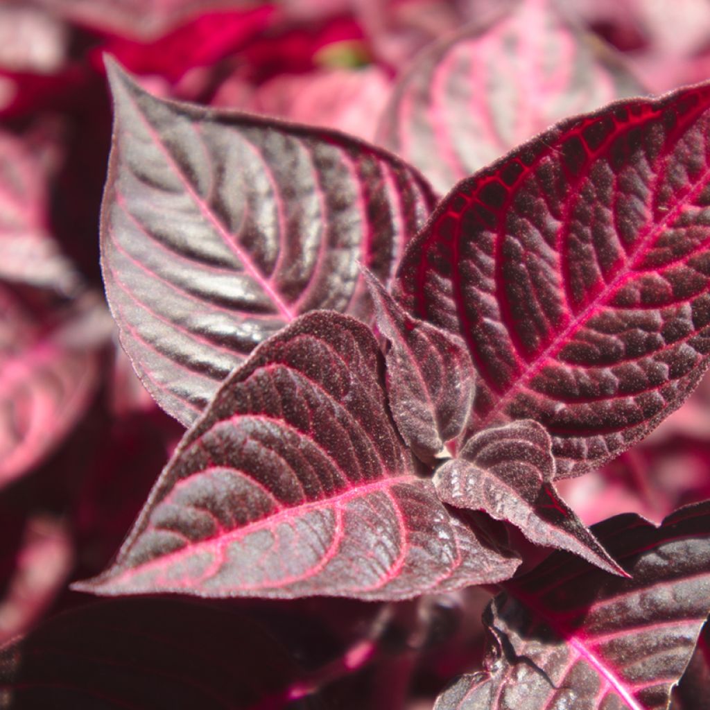 Iresine herbstii Bloodleaf - Blutblatt