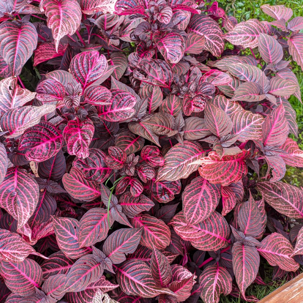 Iresine herbstii Bloodleaf - Blutblatt