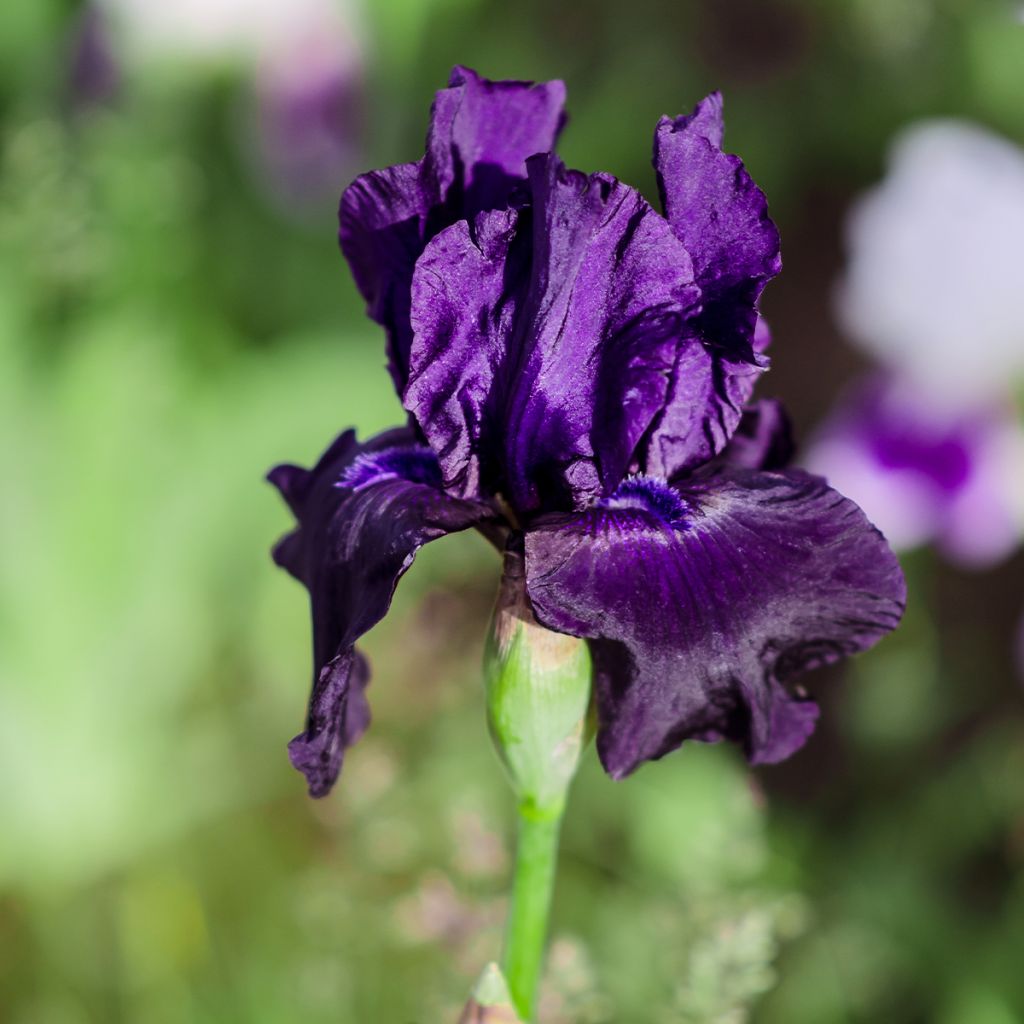 Iris Black Night - Schwertlilie