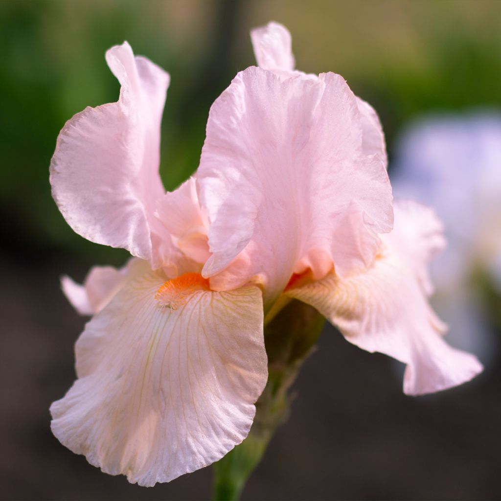 Iris Barbata-Media Edward of Windsor - Mittelhohe Bart-Iris