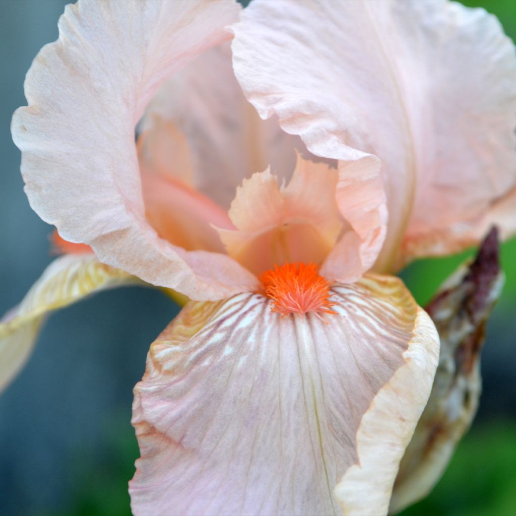 Iris Barbata-Elatior Edward of Windsor
