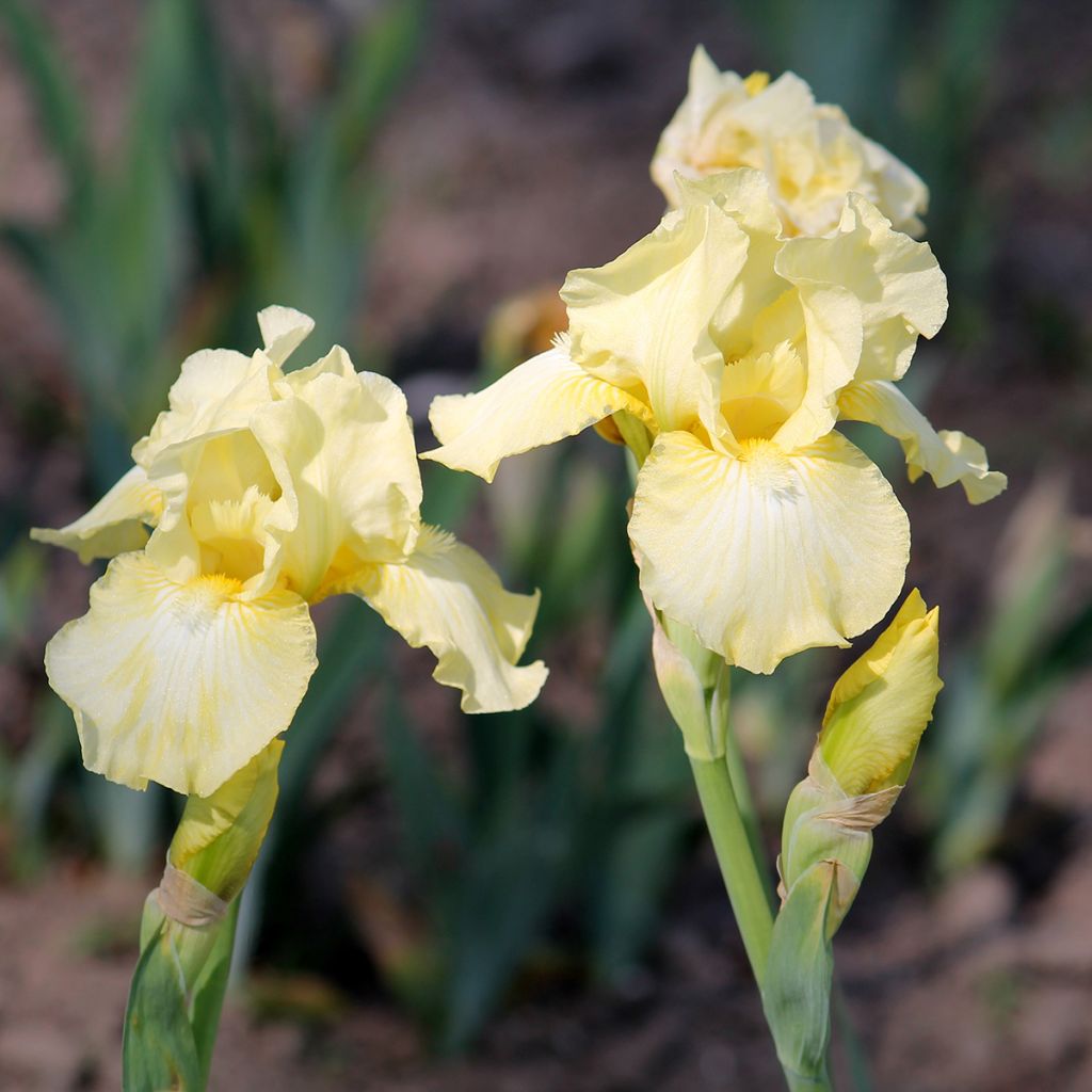 Iris Barbata-Media Maui Moonlight - Mittelhohe Bart-Iris