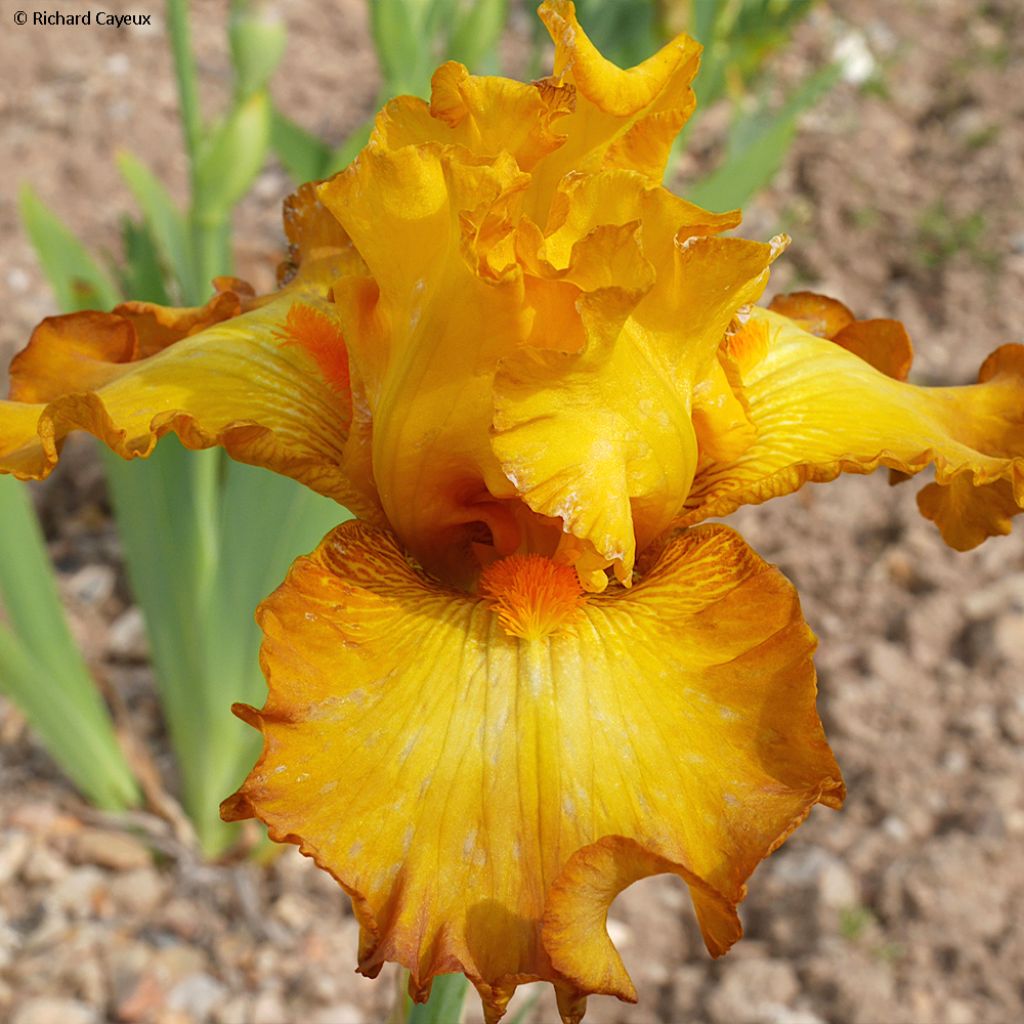 Iris Souffle Chaud - Schwertlilie
