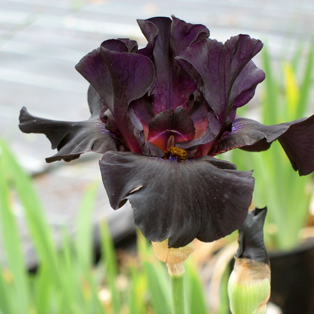 Iris Old Black Magic - Schwertlilie
