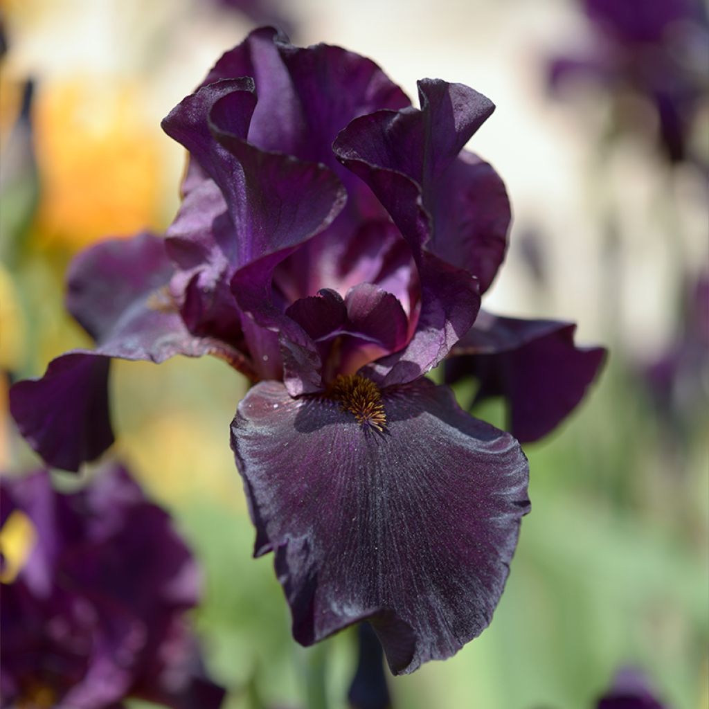 Iris Old Black Magic - Schwertlilie