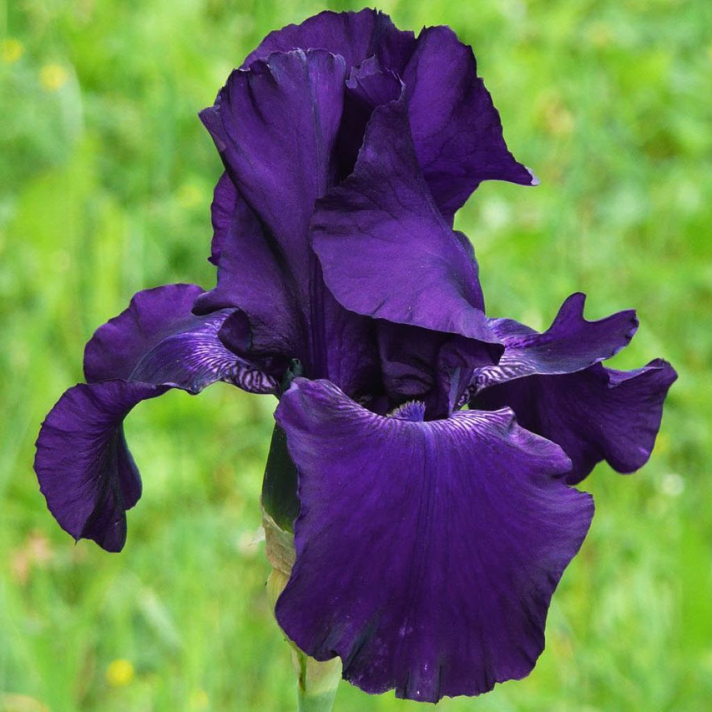 Iris Superstition - Schwertlilie