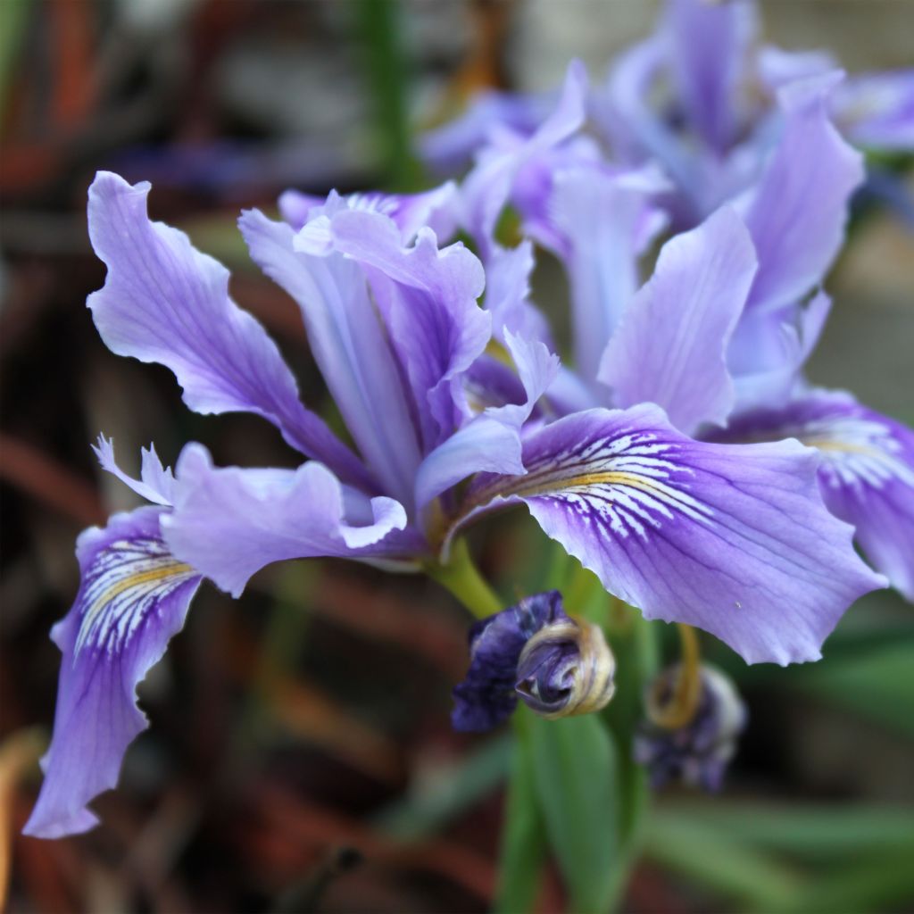 Iris douglasiana - Douglas-Schwertlilie