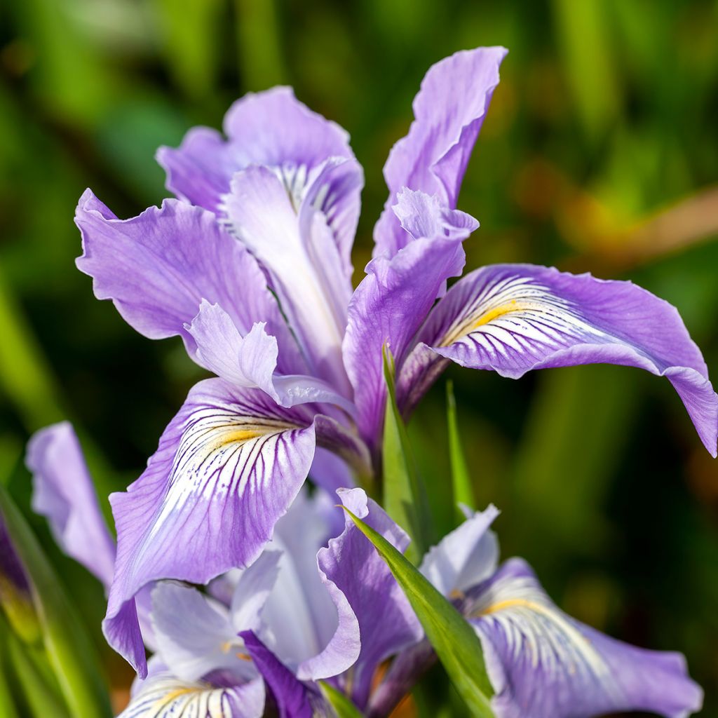 Iris douglasiana - Douglas-Schwertlilie