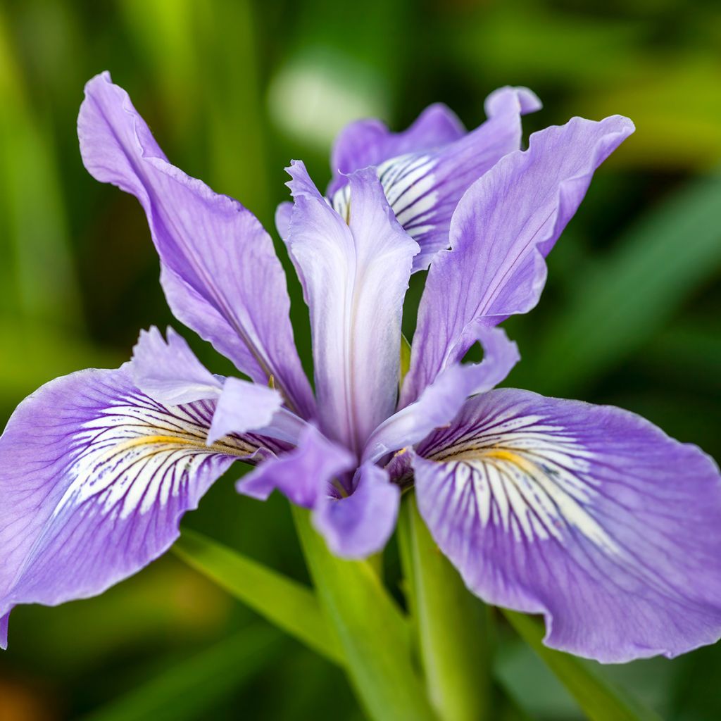 Iris douglasiana - Douglas-Schwertlilie