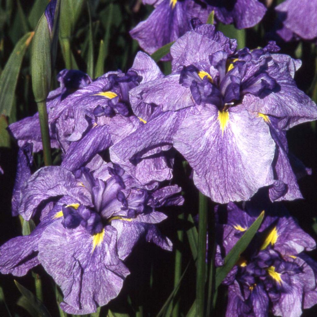 Iris ensata Dainagon - Japanische Schwertlilie