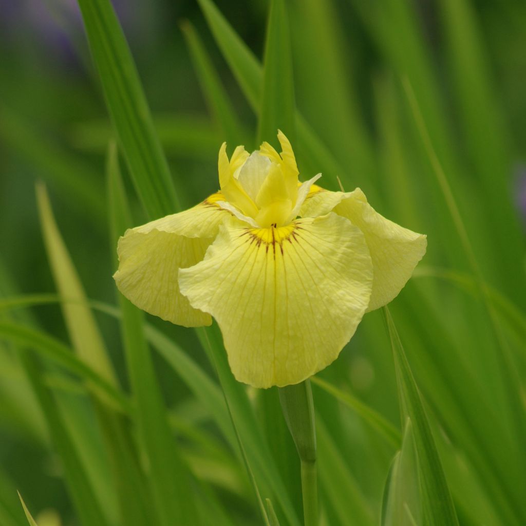 Iris ensata Aichi-no-Kagayaki - Japanische Schwertlilie