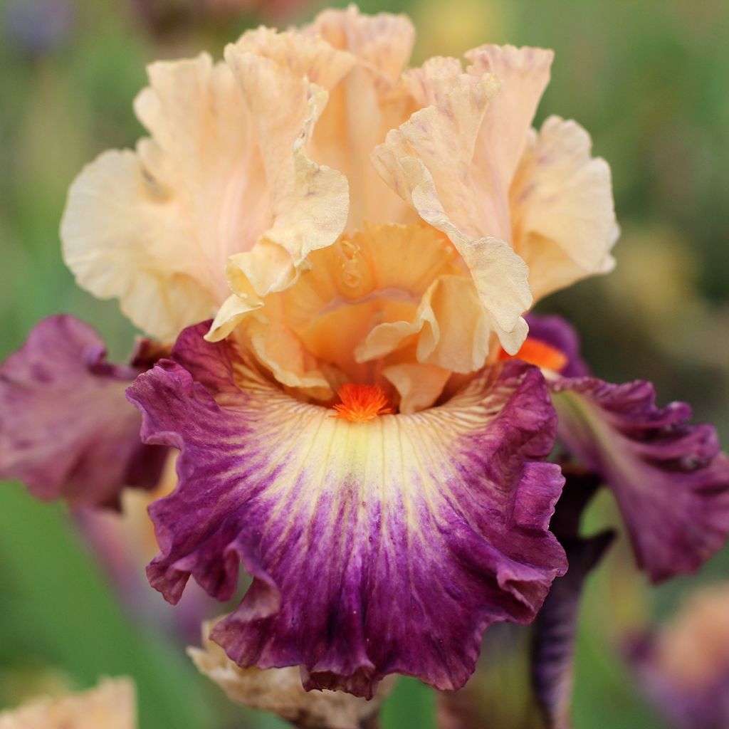 Iris Abondante Floraison - Schwertlilie