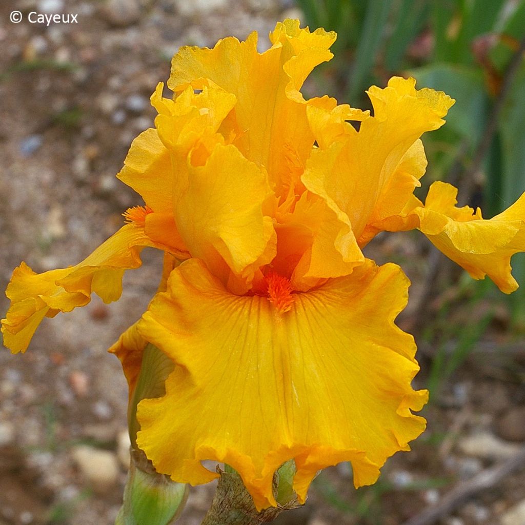 Iris germanica Air d'Été - Schwertlilie