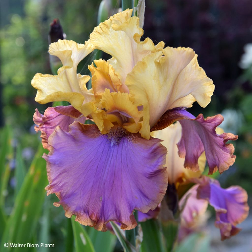 Iris germanica Au Sommet - Schwertlilie