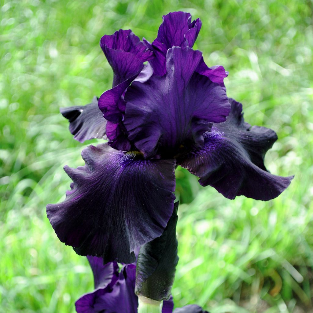 Iris Black Suited - Schwertlilie