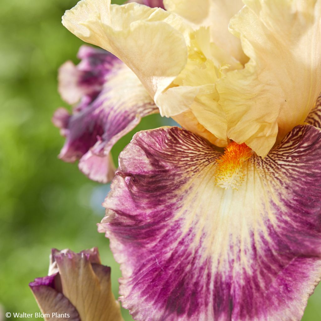 Iris germanica Comme un Sourire - Schwertlilie