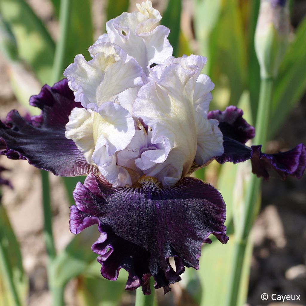 Iris germanica Conspiration - Schwertlilie