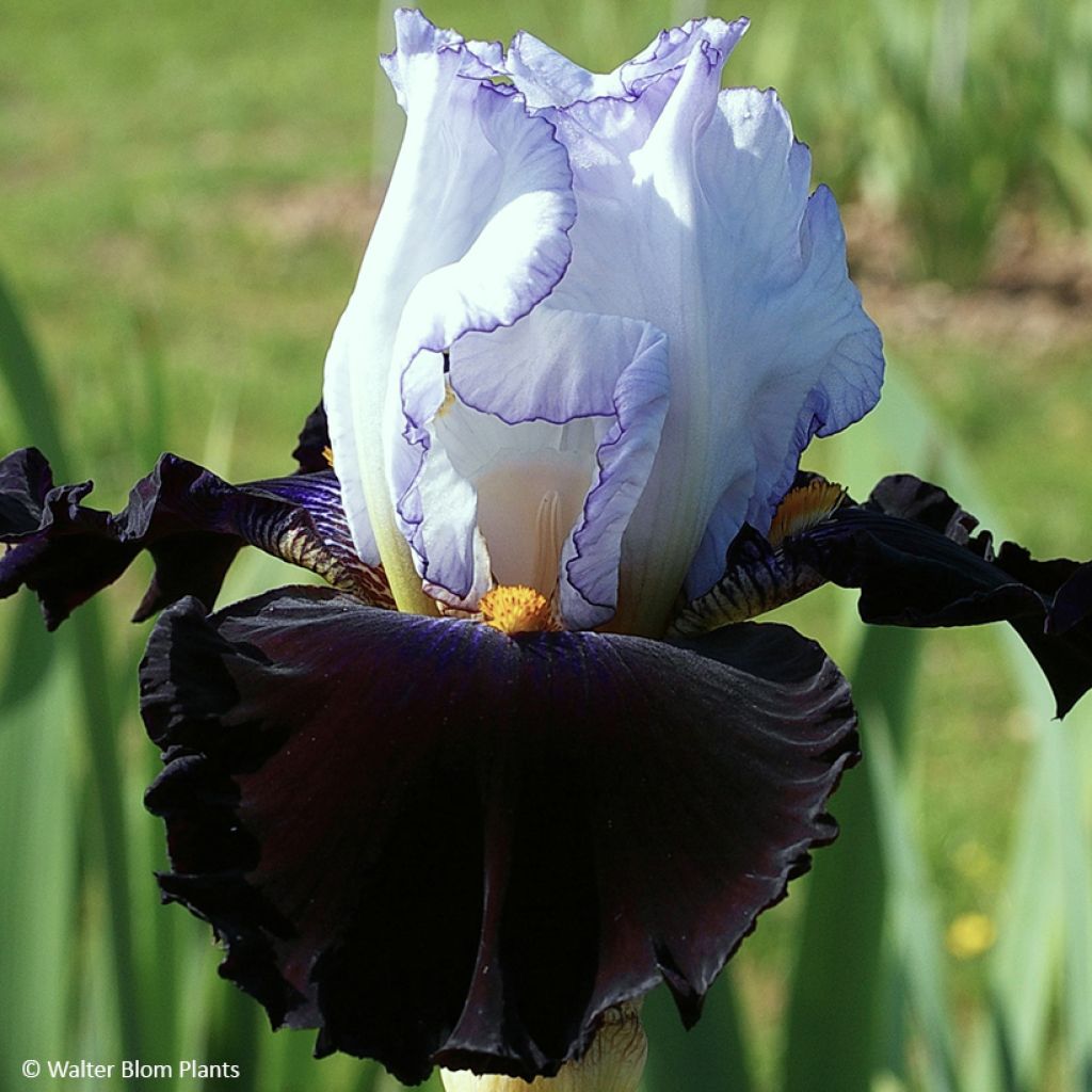 Iris germanica Domino Noir - Schwertlilie