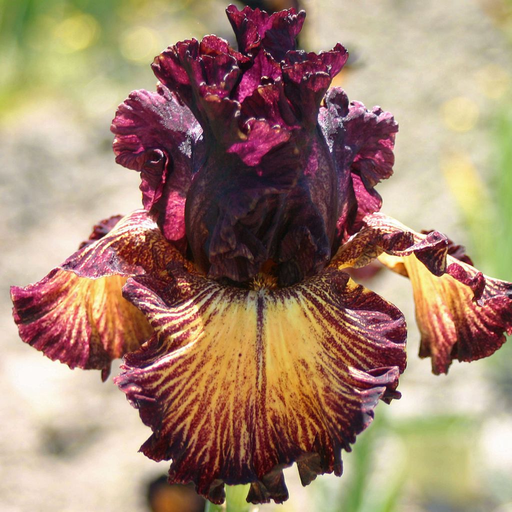 Iris Drama Queen - Schwertlilie