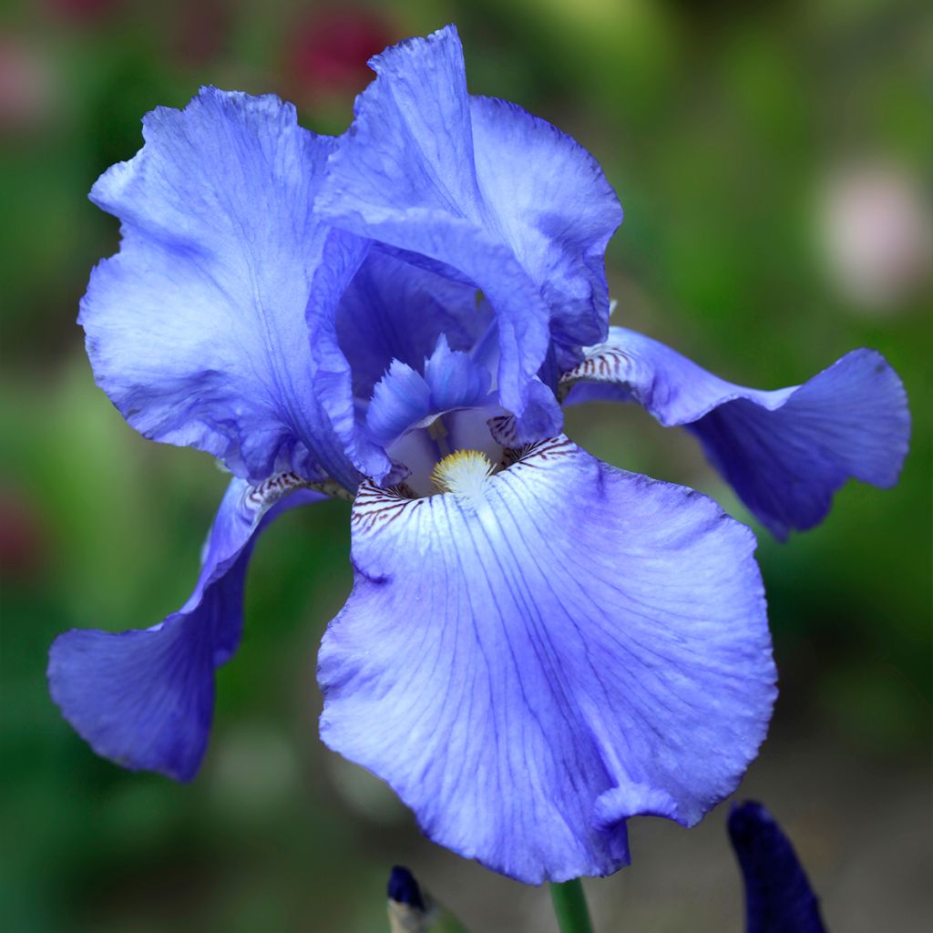 Iris Heure Bleue - Schwertlilie
