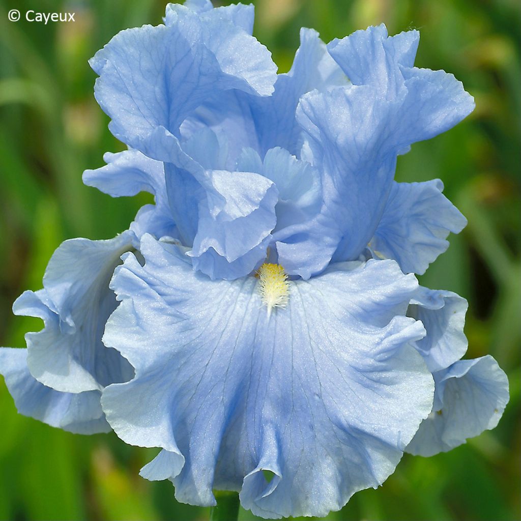 Iris Into the Blue - Schwertlilie