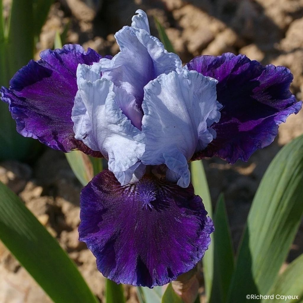 Iris Mariposa Wizard - Schwertlilie