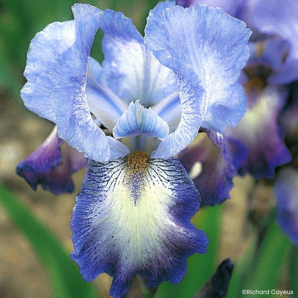 Iris Mistigri - Schwertlilie