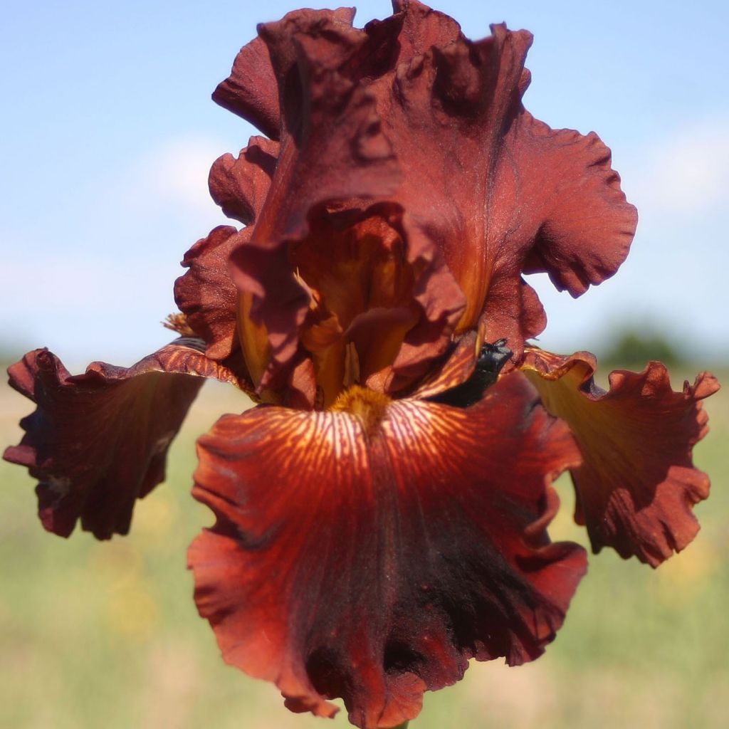 Iris Play with Fire - Schwertlilie
