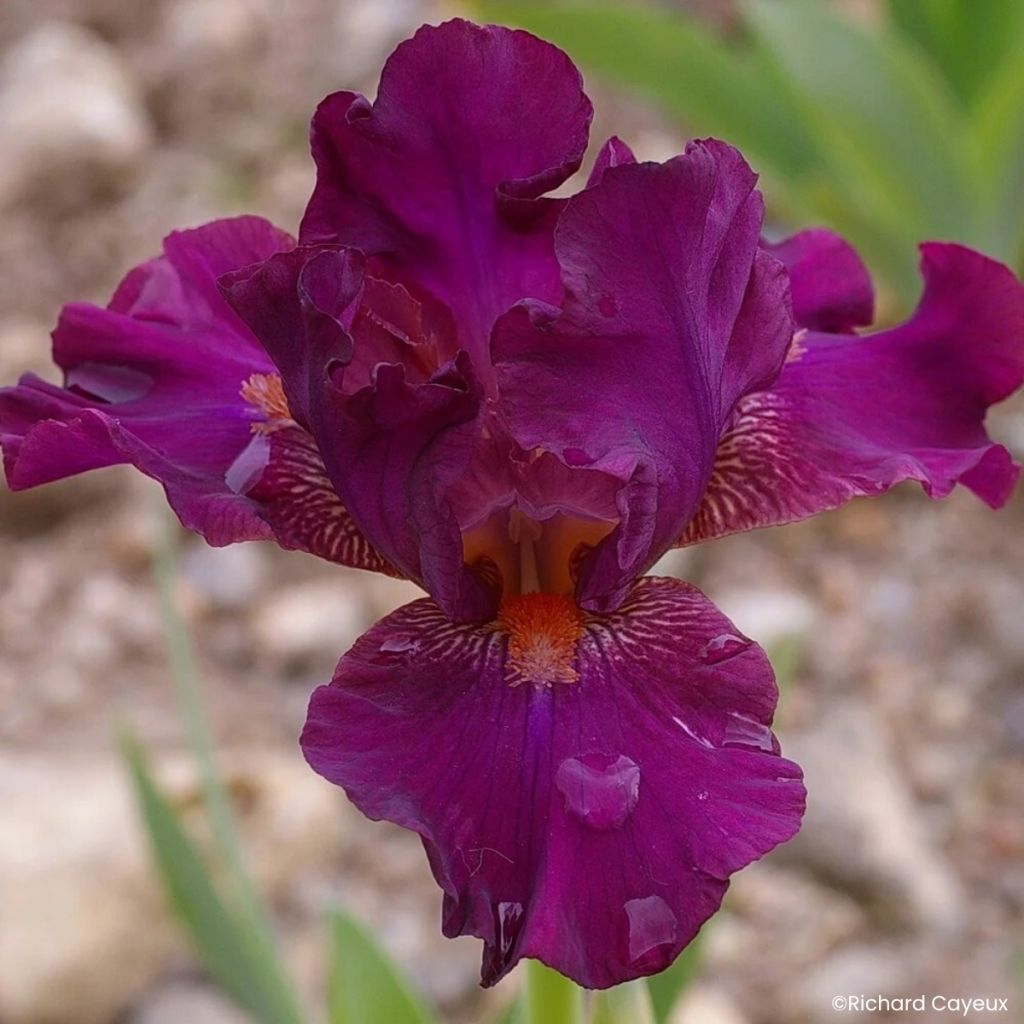 Iris Revved Up Rose - Schwertlilie