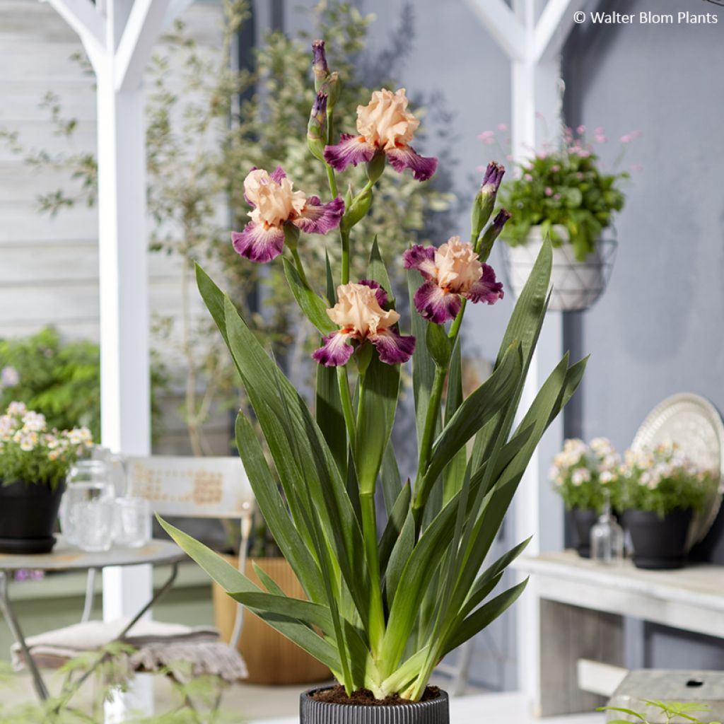 Iris germanica Rose de Perse - Schwertlilie