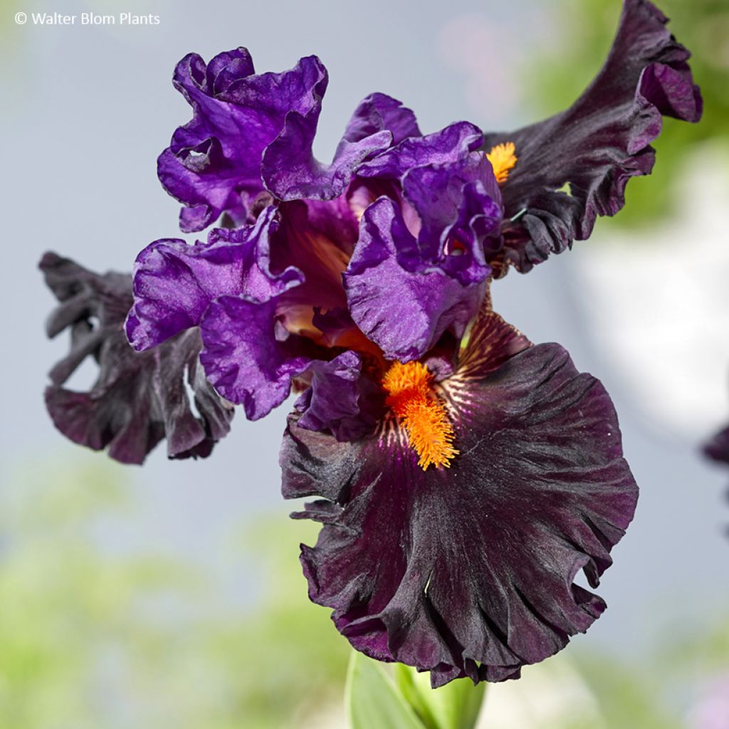 Iris germanica Sharp Dressed Man - Schwertlilie