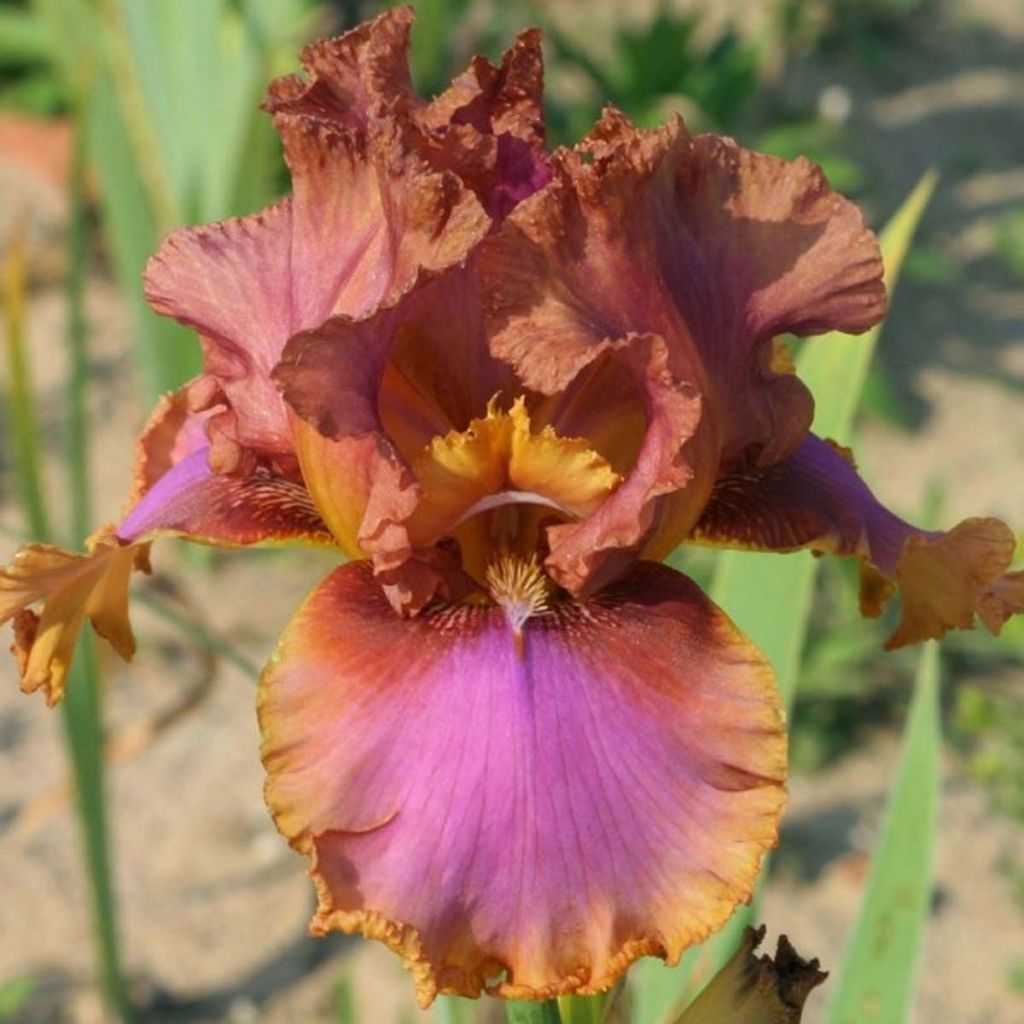 Iris Wild Frontier - Schwertlilie