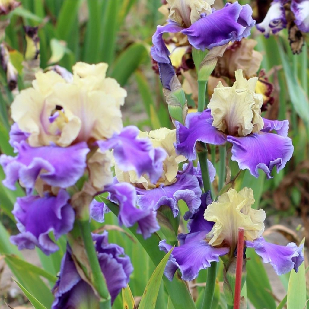 Iris germanica Guernazelle - Iris des Jardins