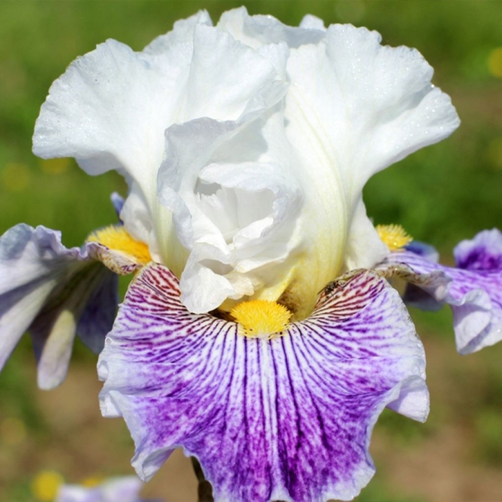 Iris Palette De Peintre - Schwertlilie