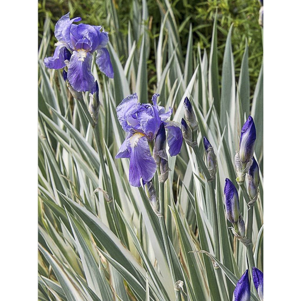 Iris pallida Argentea Variegata - Iris pâle 