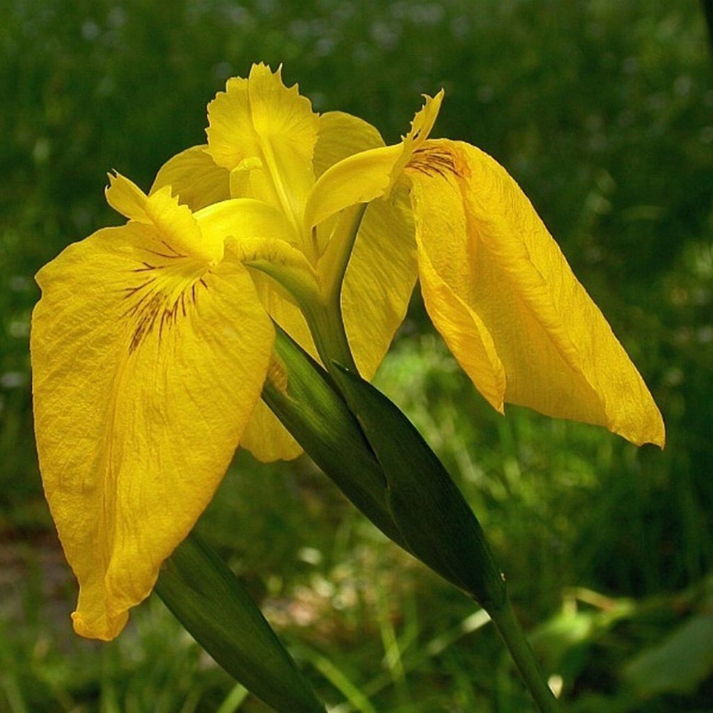 Iris pseudacorus Variegata - Gelbe Sumpf-Schwertlilie