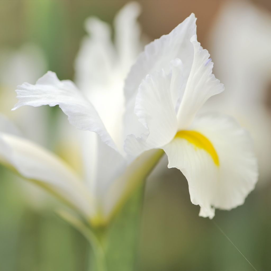 Iris reticulata Louise - Netzblatt-Schwertlilie