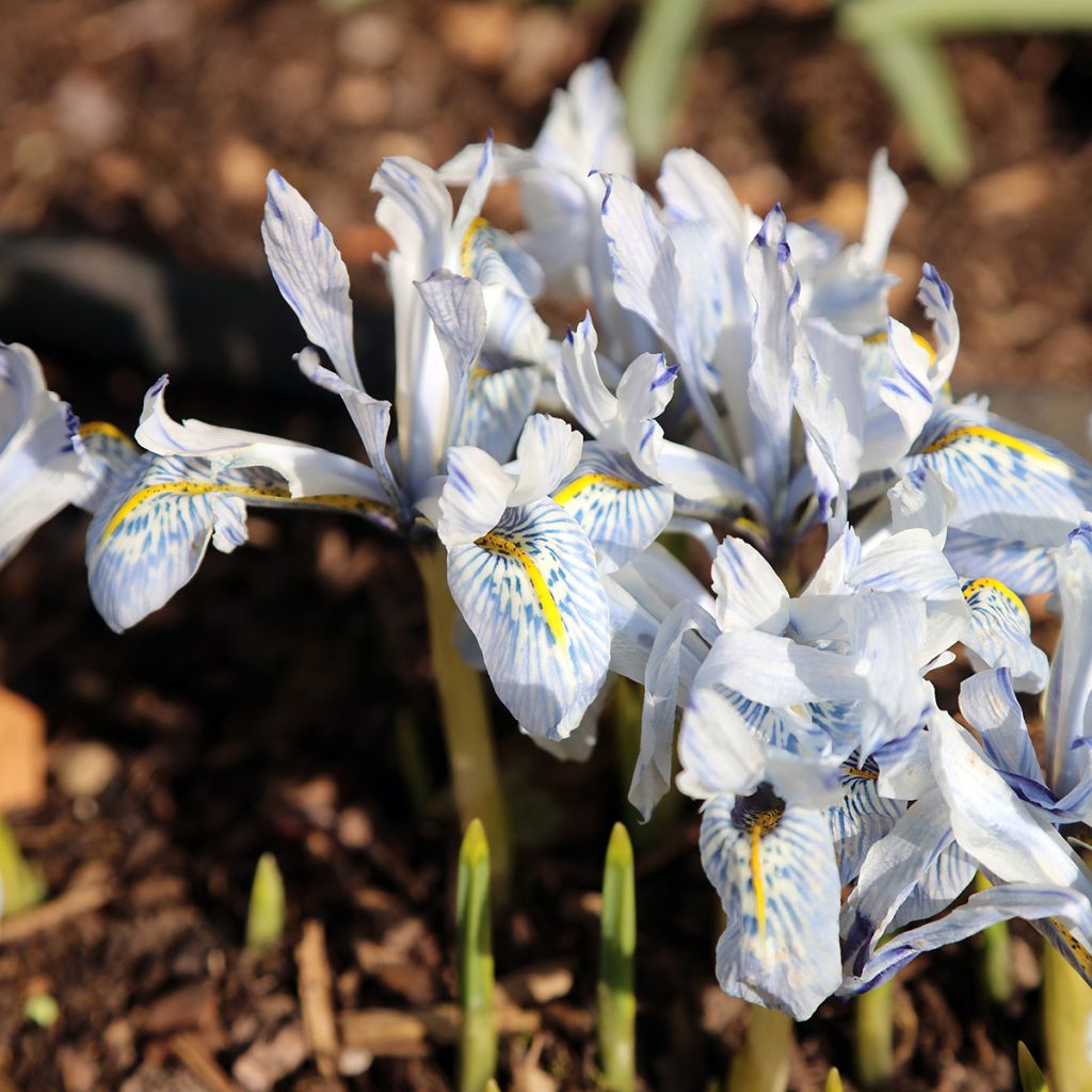 Iris reticulata Polar Ice - Netzblatt-Schwertlilie