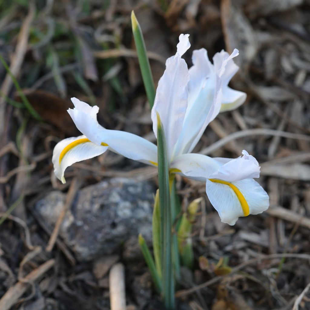 Iris reticulata White Caucasus - Netzblatt-Schwertlilie